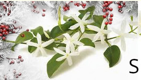 Confezione di Natale - Ibisco (copia)