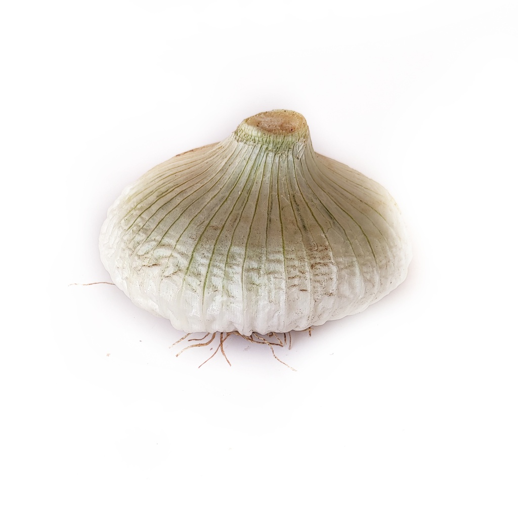 Cipolla piatta testa bianca