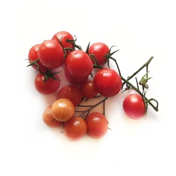 Pomodoro ciliegino