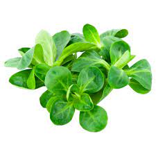 Valeriana