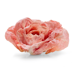 Radicchio Lusia rosa