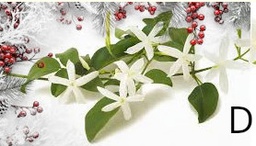 Confezione di Natale - Gelsomino salata (copia)