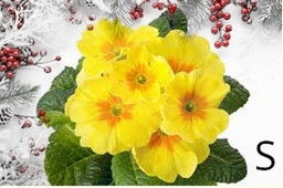 Confezione di Natale - Gelsomino dolce (copia)