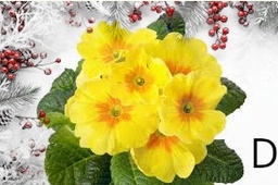 Confezione di Natale - Primula dolce