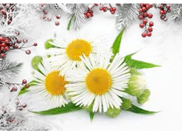 Confezione di Natale - Camomilla