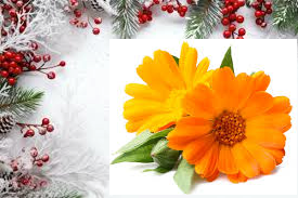 Confezione di Natale - Ibisco (copia)