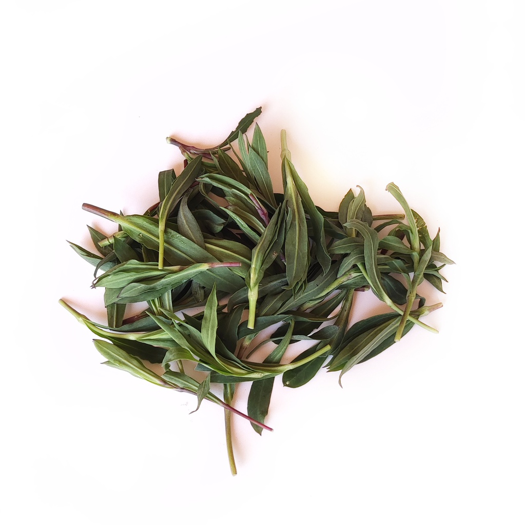 Erba silene (carletti)